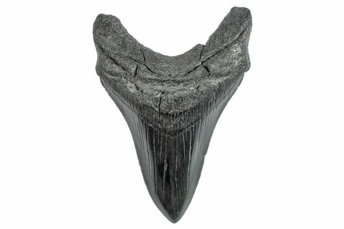Fossil Megalodon Tooth - South Carolina #284257